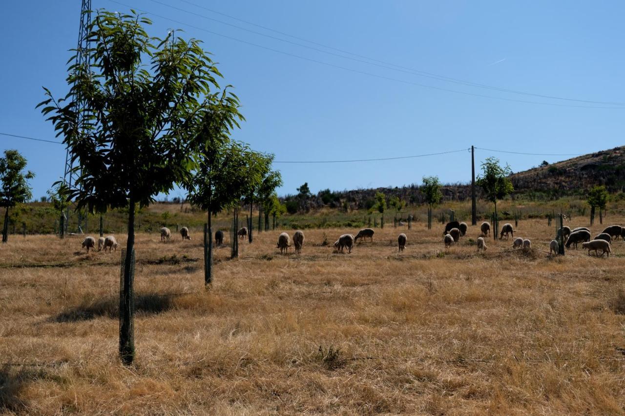 Villa Quinta Do Chaozinho Alijó Esterno foto